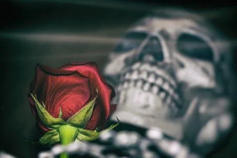 Rose and Skeleton Stock Photos