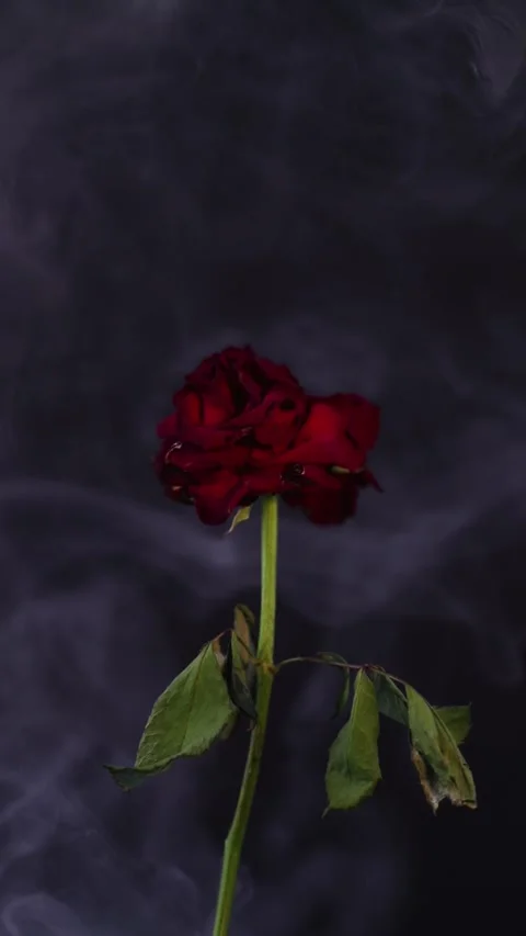 Rose and smoke Stock Footage 280856611