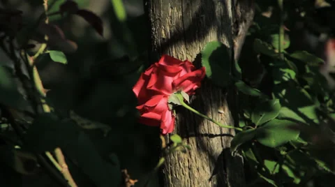 Rose and sun rays at the sunset Видео 36116918