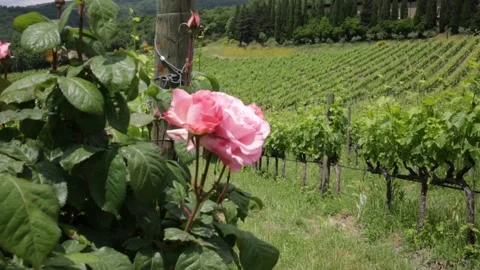 Rose and vineyard Stock Footage 169369910