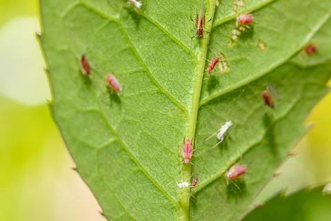 Rose aphids infesting a green leaf: macro close-up of plant pests Photos