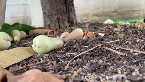 Rose apple falling from tree on the soil ground with dry leaf nearby - day Stock Footage 225116331