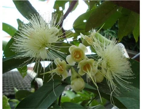 Rose apple flower  스톡 사진