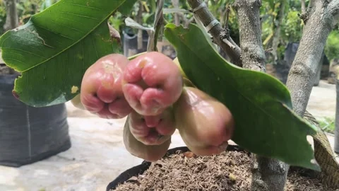 Rose apple fruit growing on tree branch in garden 库存影片 348708277