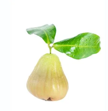 Rose apple is a fruit on a isolated white background Stock Photos