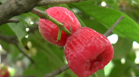 Rose-apple hanging from a tree Stock Footage 34374958