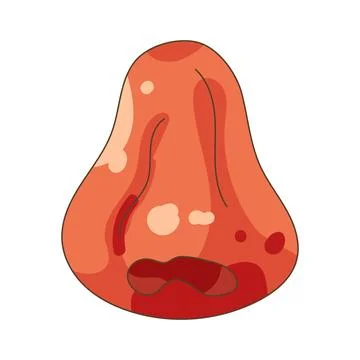 Rose apple Stock Illustration