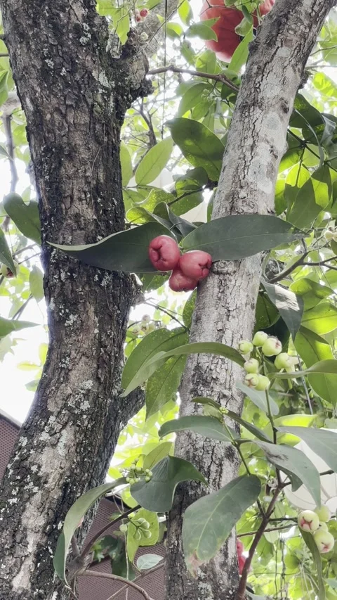 Rose Apple mận (Chompoo) Growing on Tree – Tropical Fruit in Natural Environment Stock Footage 314460433