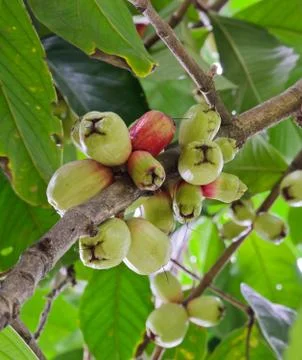 Rose apple Stock Photos