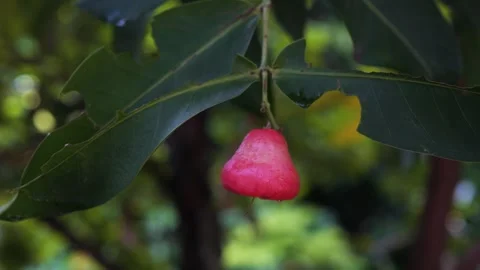 Rose apple on the tree. Close up. Sri Lanka. Stock Footage 242699673