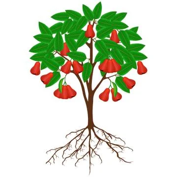 Rose apple tree with fruit and roots on a white background Stock Illustration