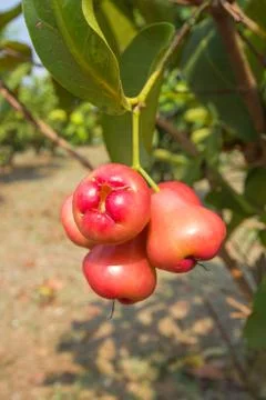Rose apple on tree in garden Stock Photos