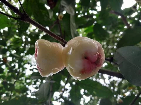 Rose Apple on the tree. Java Apple in green nature Stock Photos