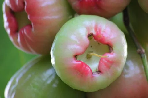 Rose apple on tree Stock Photos