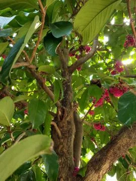 Rose apple tree Foto stock