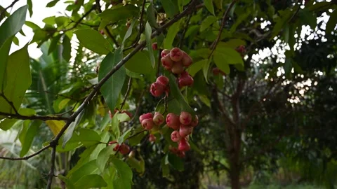 Rose apples hang from tree near Tubkaek Beach Stock Footage 336720087