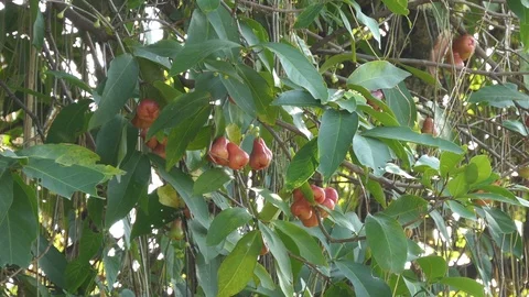Rose apples or chomphu on tree in orchard Stock Footage 115628056
