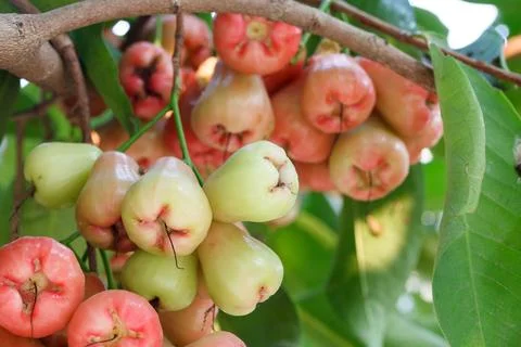 Rose apples on tree Stock Photos