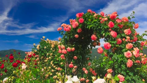 Rose Arch and Flowing Clouds Stock Footage 333200872