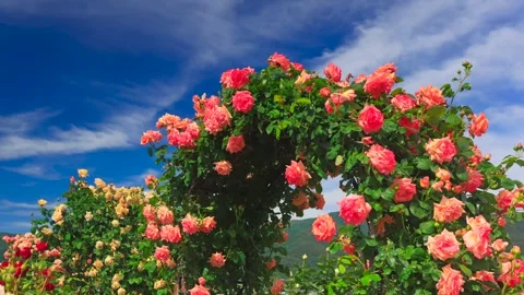 Rose Arch and Flowing Clouds Stock Footage 333200873