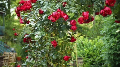 Rose arch with many red roses in the garden. Pan right bokeh background. Stock Footage 302428437