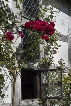 Rose around the window Stock Photos