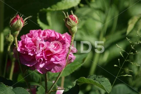 Rose with baby's Stock Photos