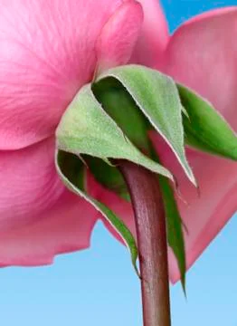 Rose back Stock Photos