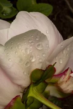 Rose Back Stock Photos