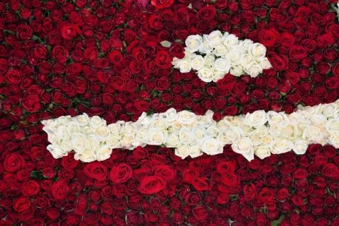Rose  background on black ground Stock Photos