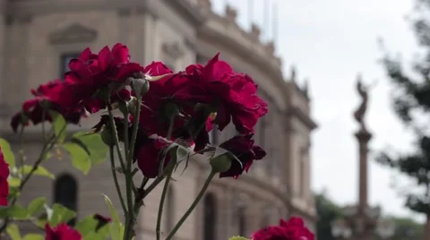 Rose on a background of the Czech Philharmonic Orchestra Stock Footage 41010080