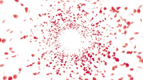 Rose on Background Stock Footage 240974965