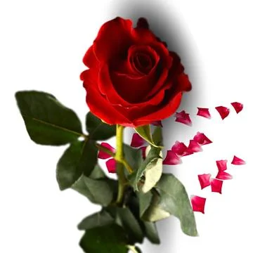 Rose background Stock Illustration