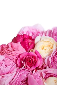 Rose background isolated on white Stock Photos