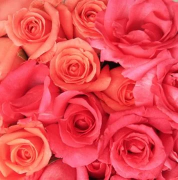 Rose background Stock Photos