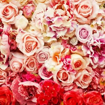 Rose background Stockfoto's