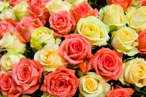 Rose background Stock Photos