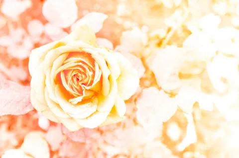 Rose background Foto stock