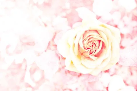 Rose background Stock Photos