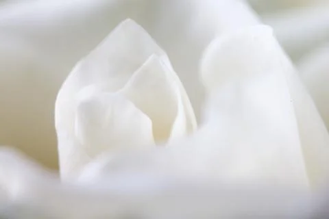 Rose background Stock Photos