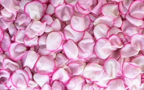 Rose background. Rose petals pattern. Flower texture Stock Photos