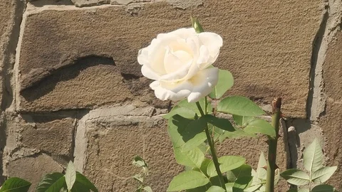 Rose on a Background of a Wall Stock Footage 72388283