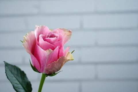 Rose on the background of a white brick wall with free space for an inscription. Stock Photos