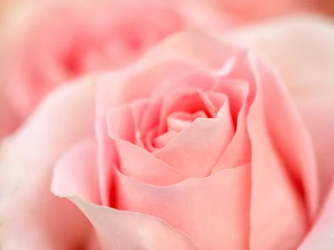 Rose Backgrounds 스톡 사진
