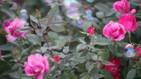 Rose balloons Stock Footage 3678578