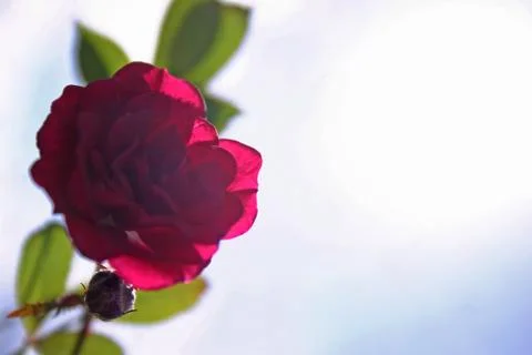 Rose bathing in sunlight 库存照片