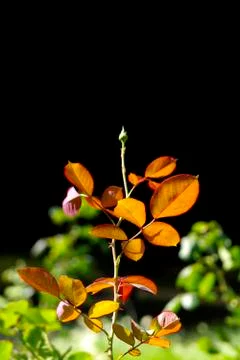 Rose to be Stock Photos