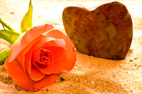 Rose on a beach Stock Photos