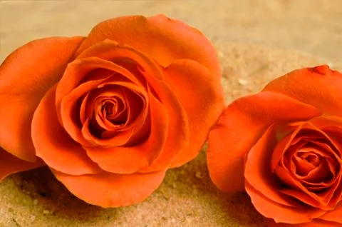 Rose on a beach Stock Photos