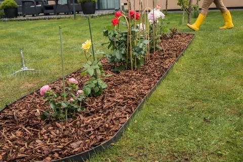 A rose bed mulched with bark in spring  Stock Photos